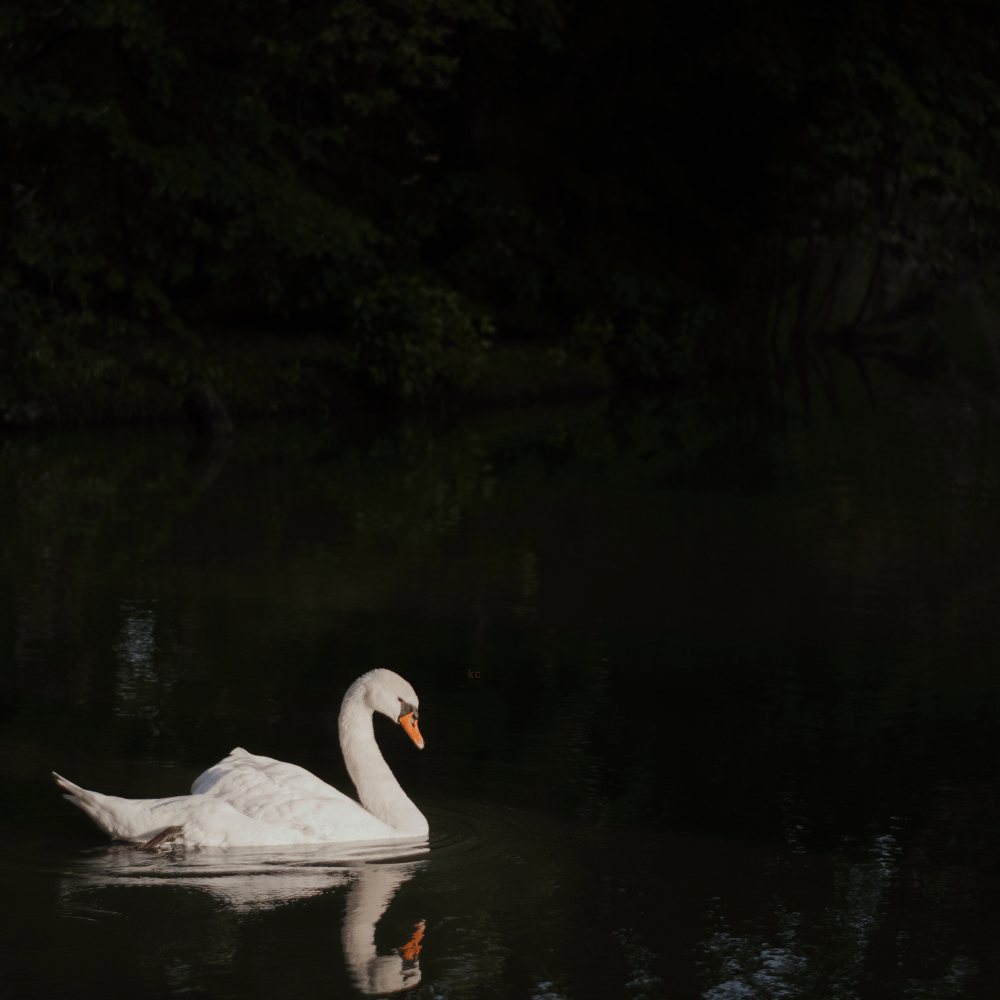 The Alchemist Home fragrance - Swan on black